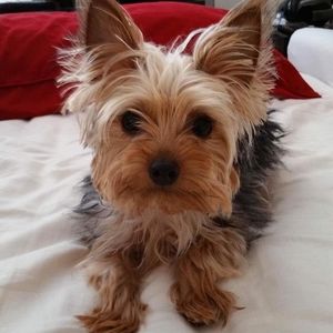 Meet your Posher, Tin